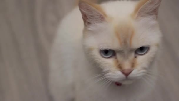 Um gato fêmea olha em volta, ponto vermelho siamês — Vídeo de Stock