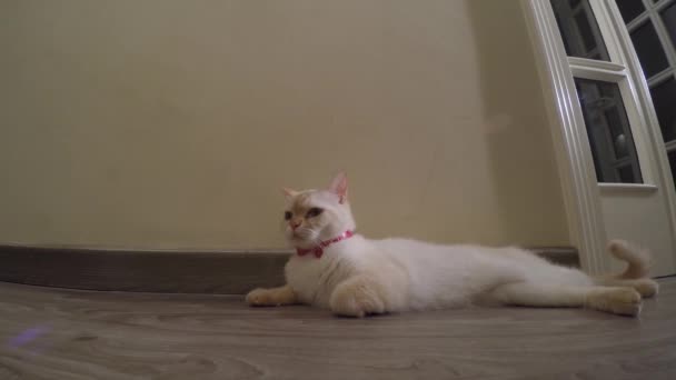 En kvinnlig katt ligger på golvet, röd punkt siames — Stockvideo