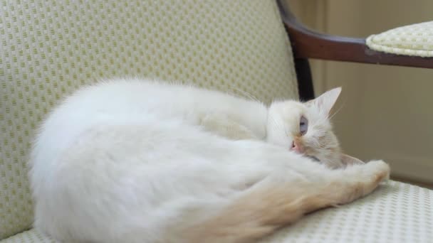 Eine Katze schläft auf Stuhl - roter Punkt siamesisch — Stockvideo