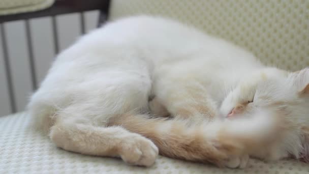 Una gata hembra duerme en la silla - punto rojo siamés — Vídeo de stock