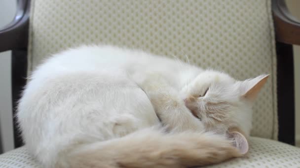 Seekor kucing betina tidur di kursi titik merah siam — Stok Video