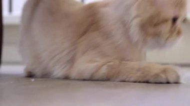 Şirin kedi yavrusu yerde yatıyor