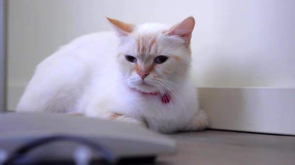 Bir erkek kedi gördüğünde kızgın dişi kedi — Stok video