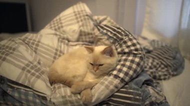 Yatak - rahat uyumak için yerleşmiş evde beslenen hayvan kedi yalan