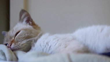 bir kedi uyur