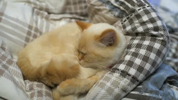 Cat lie on the bed - The pet comfortably settled to sleep — Stock Video