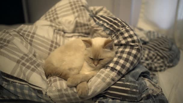 猫咪躺到床上去-宠物安顿睡着 — 图库视频影像