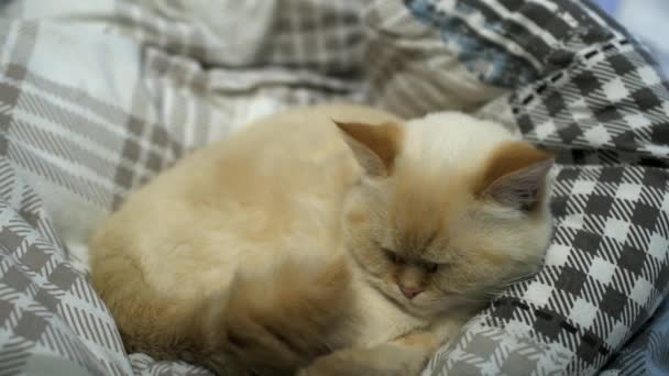Γάτα ψέμα στο κρεβάτι - The κατοικίδιο ζώο άνετα εγκαταστάθηκε στον ύπνο — Αρχείο Βίντεο