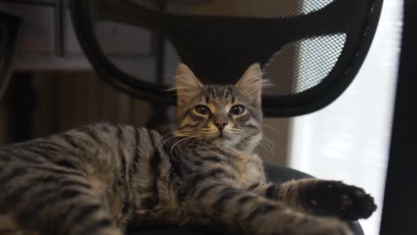 Kedi yalan üzerine oda - rahat uyumak için yerleşmiş pet sandalyede — Stok video