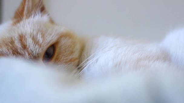 En katt ligger bekvämt — Stockvideo