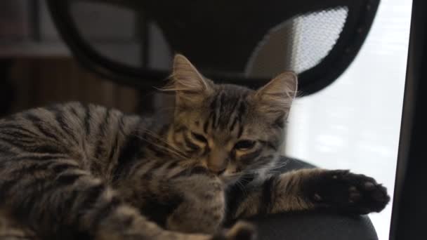 Gato tumbado en la silla en la habitación - La mascota cómodamente se estableció a dormir — Vídeo de stock