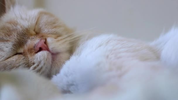 En kvinnlig katt sover — Stockvideo