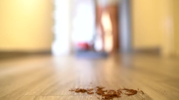 Limpe o apartamento com aspirador de pó — Vídeo de Stock