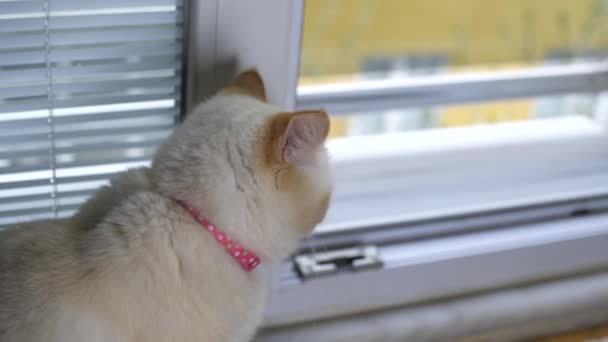 Gato está mirando fuera de la ventana — Vídeos de Stock
