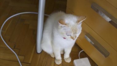 Güzel mavi gözlü kedi