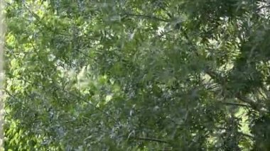 Yaprak bir ağaçtan - Rüzgar ağır çekimde hareket