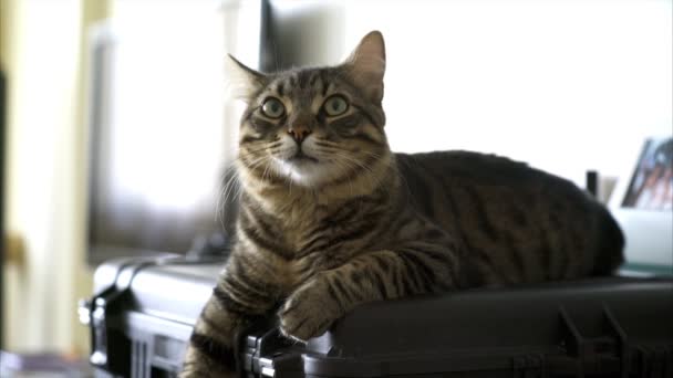 Bella tabby gatto si trovano su caso duro — Video Stock