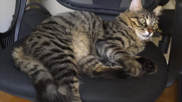 Gyönyörű cirmos macska fekszik a széken — Stock videók