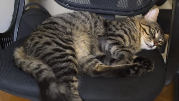 Vackra Tabby katt ligger på stolen — Stockvideo