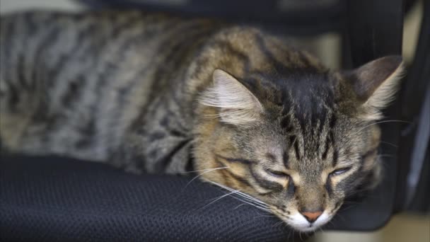 Hermosa Tabby Cat duerme en la silla — Vídeo de stock