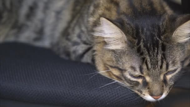 Beautiful Tabby Cat sleeps on the chair — Stock Video