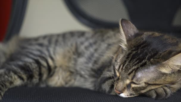 Hermoso gato Tabby duerme en la silla y correr en algún lugar al final — Vídeos de Stock