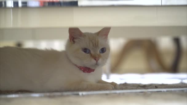 蓝眼睛猫躺在桌子底下 — 图库视频影像