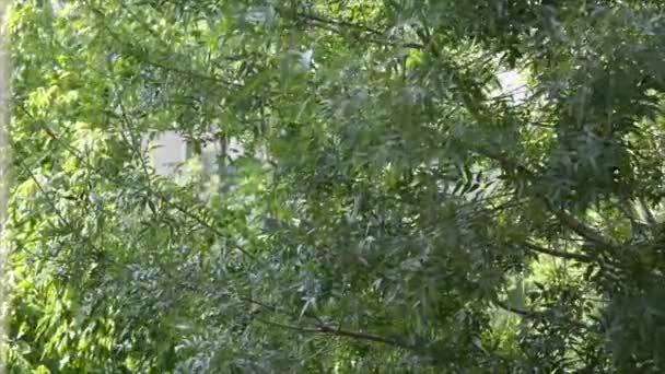 Hoja de un árbol - Moviéndose en el viento en cámara lenta — Vídeo de stock