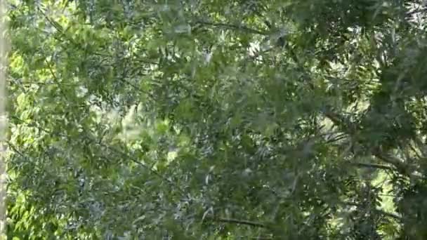 Feuille d'un arbre - Se déplacer dans le vent au ralenti 