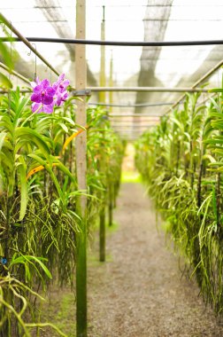 Suan Pueng Tayland Orkide Bahçesi