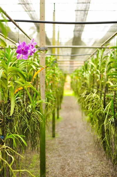 Suan Pueng Tayland Orkide Bahçesi