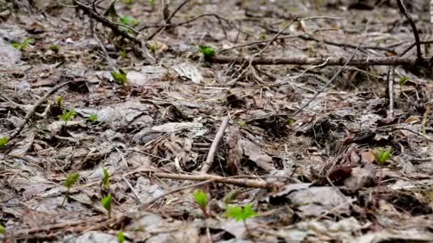 Natuur, lente, bos, droge leafes, bewolkt, rainly, dolly track schieten. — Stockvideo