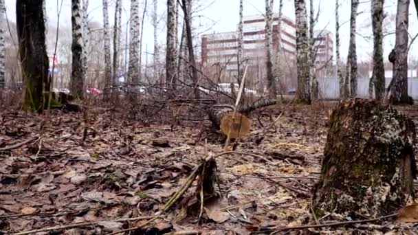 Nature, printemps, forêt, feuilles sèches, nuageux, pluvieux, pousses de poupées . — Video