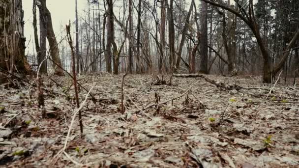 Nature, printemps, forêt, feuilles sèches, nuageux, pluvieux, pousses de poupées .
