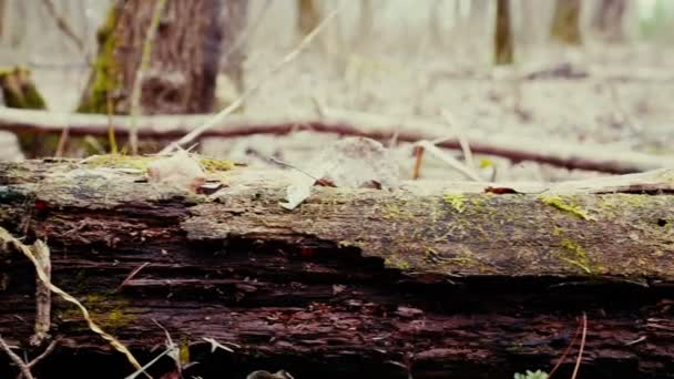 Natuur, houten log liggend op de grond bedekt met mos. — Stockvideo