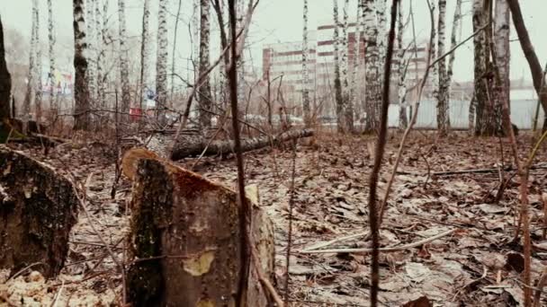 Naturaleza, árbol derribado, tocón en primer plano, rodaje de dolly track . — Vídeo de stock