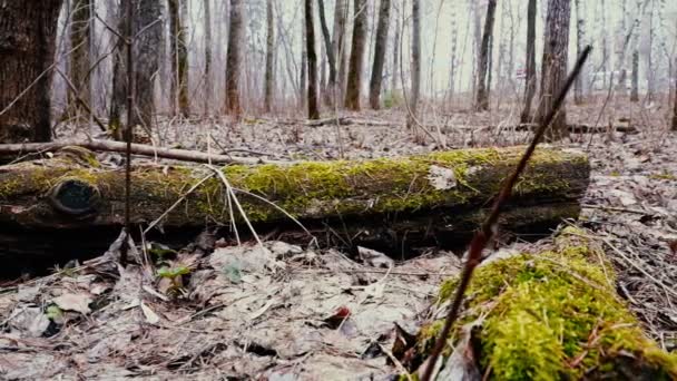 Natuur, houten log liggend op de grond bedekt met mos. — Stockvideo