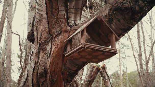 Natuur, eenzame houten Vogelhuis/waterbak in het bos. — Stockvideo