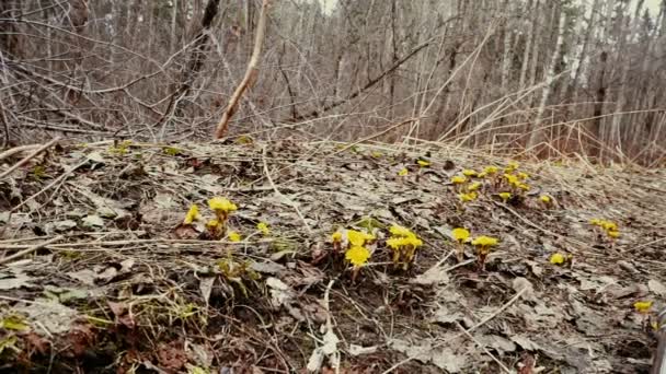 Natuur, eerste Lentebloemen in het sombere bos, dolly track schieten. — Stockvideo