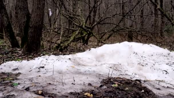 Природа, весна, ліс, сніг тане. Доллі трек стрілянина . — стокове відео