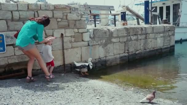 Criança e mãe querem tentar cortar patos no porto . Filmagem De Bancos De Imagens Sem Royalties