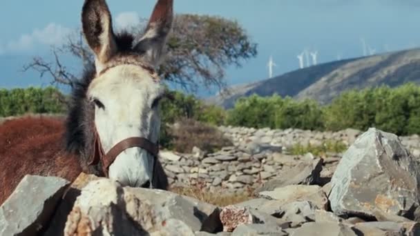 Turbinas eólicas detrás del burro, naturaleza rural griega . — Vídeo de stock