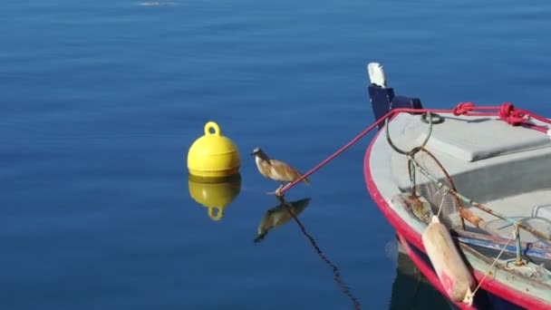 Der Vogel sitzt auf dem Boot in der Nähe der Seebrücke. — Stockvideo