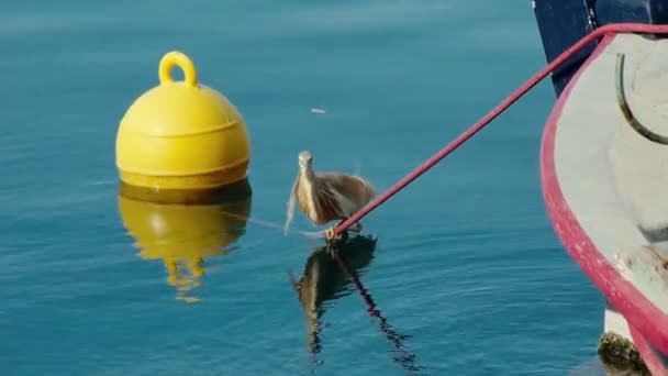 De vogel is zithoek op de boot afgemeerd in de buurt van de meren-pier. — Stockvideo