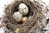 Skutečná ptačí hnízdo s vejci izolovaných na bílém pozadí
