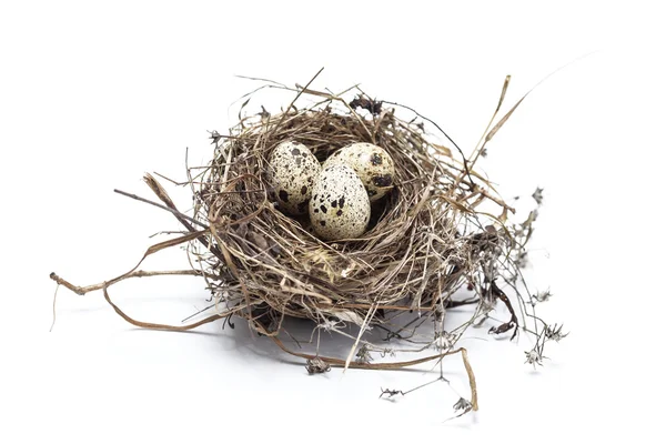 Ninho de pássaro real com ovos isolados no fundo branco — Fotografia de Stock