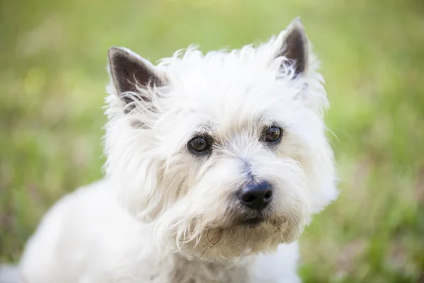 Cairn Terrier posing outdoors — Stock Photo, Image