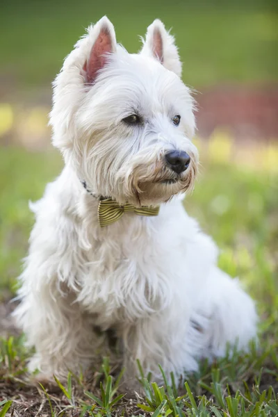 Westie posando al aire libre con una pajarita — Foto de Stock