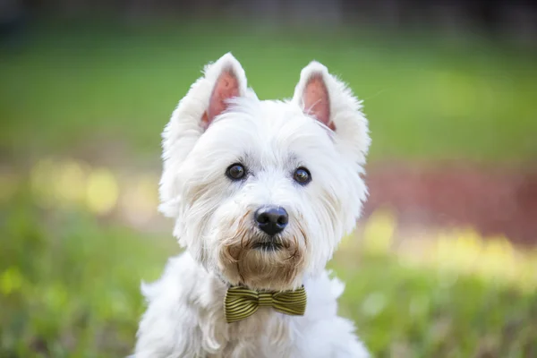 Westie posando al aire libre con una pajarita — Foto de Stock