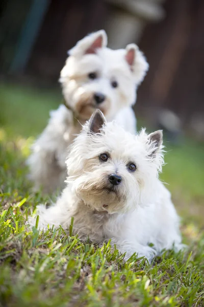 Dos amigos caninos blancos — Foto de Stock